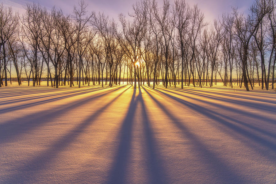 Winter Gold Photograph by Darren White