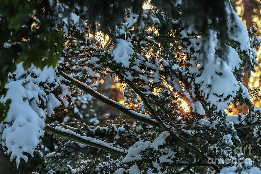 Winter Golden Hour Photograph by Eva Lechner