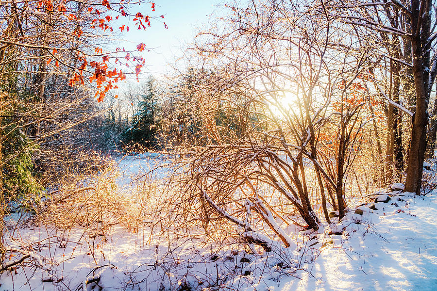 Winter golden light Photograph by Lilia S