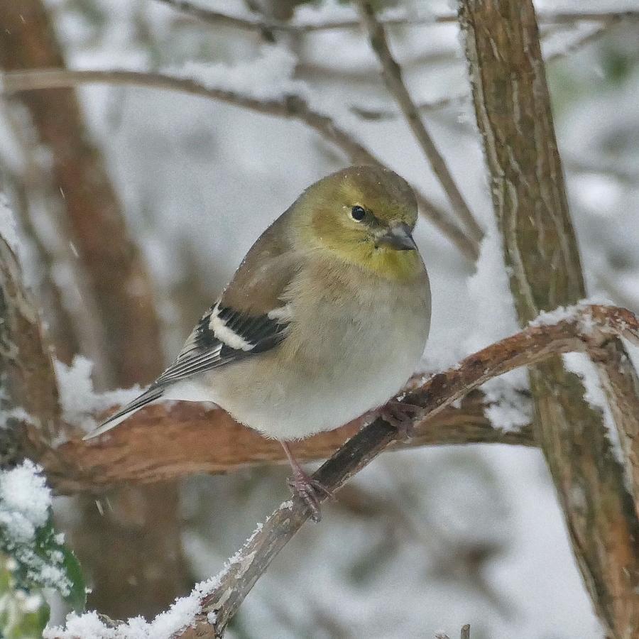 Winter Goldfinch  Photograph by Mark Truman