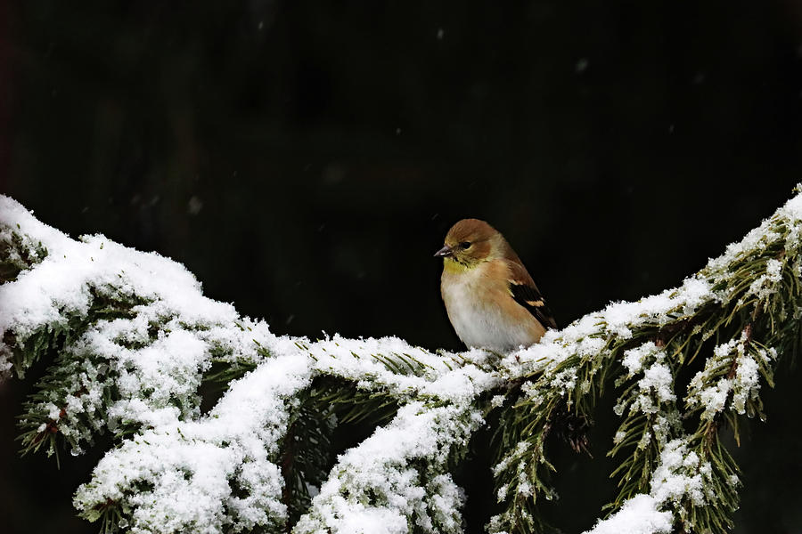 Winter Goldfinch On Snowy Branch Photograph by Debbie Oppermann