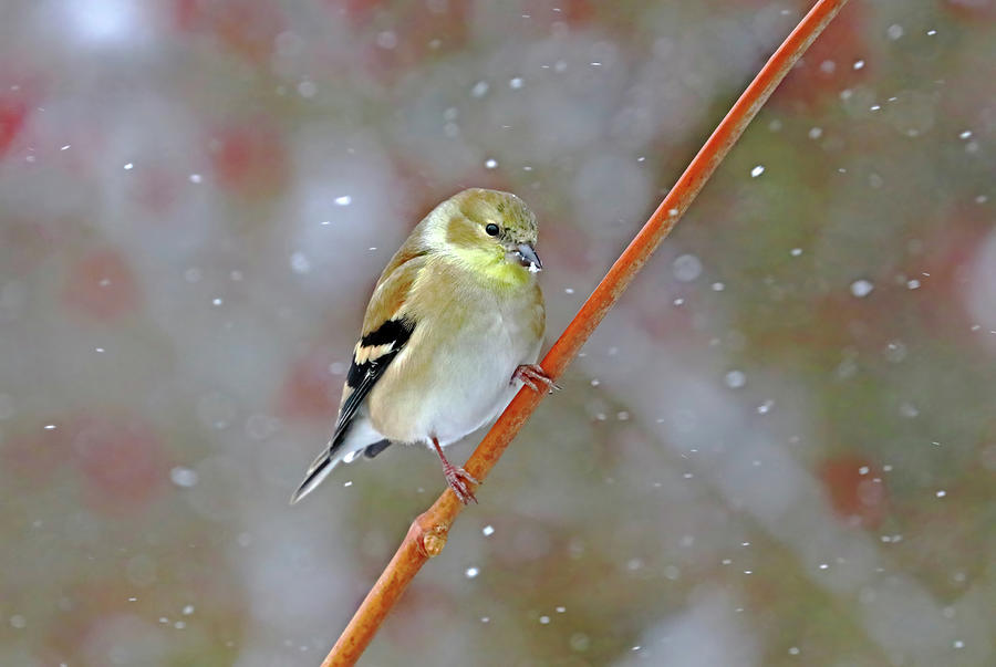 Winter Goldfinch On Vine Photograph by Debbie Oppermann
