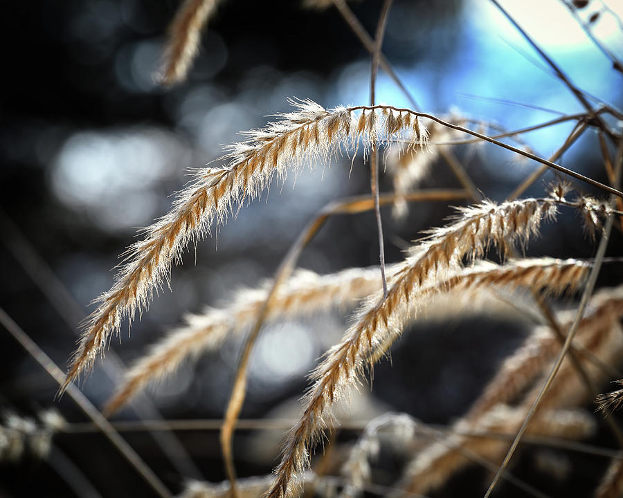 Winter Grain Photograph by Steven Nelson
