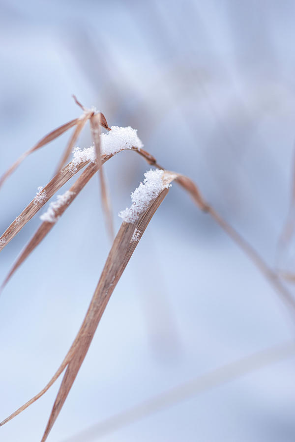 Winter Photograph - Winter Grass With Snow by Phil And Karen Rispin