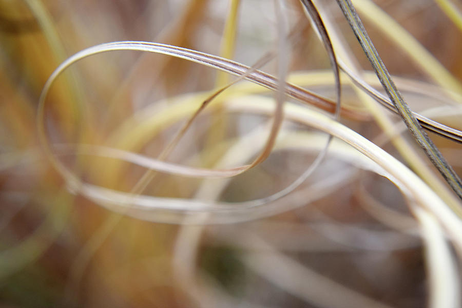 Winter Grasses Photograph by Curtis Krusie