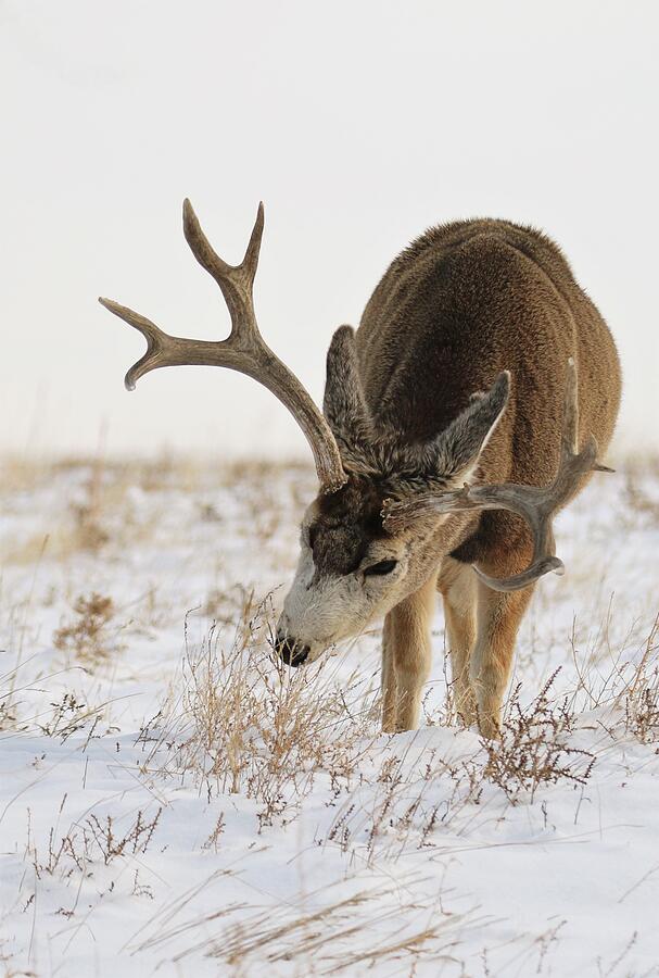 Deer Photograph - Winter Grazing by Larry Kniskern