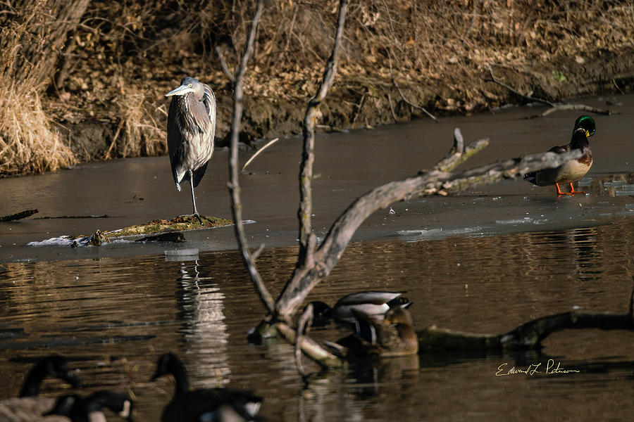Winter Great Blue Heron Photograph by Ed Peterson