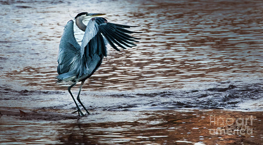 Winter Great Blue Heron In Show Photograph by Theresa D Williams