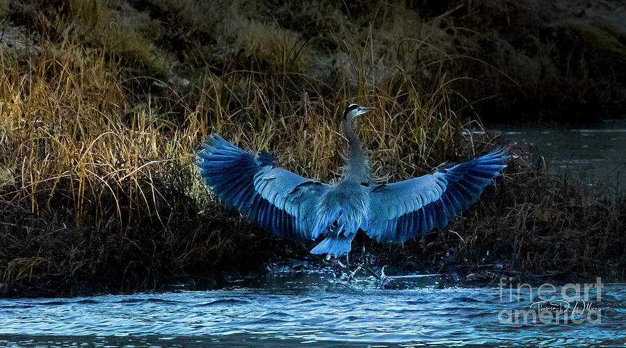 Winter Great Blue Heron Landing Photograph by Theresa D Williams