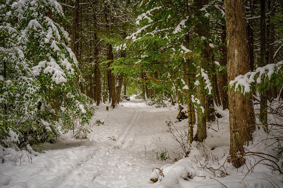Winter Green Photograph by David Heilman