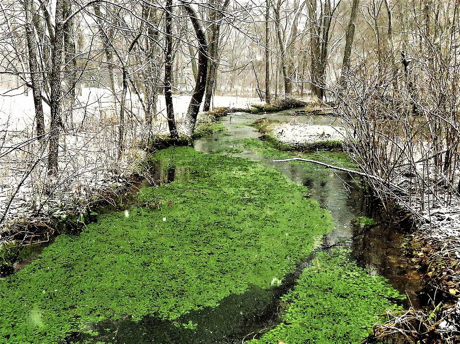 Winter Green  Photograph by Lori Frisch