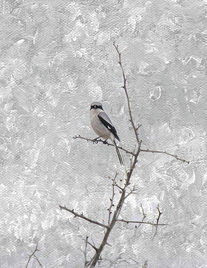 Winter Greys  Photograph by Pam Rendall