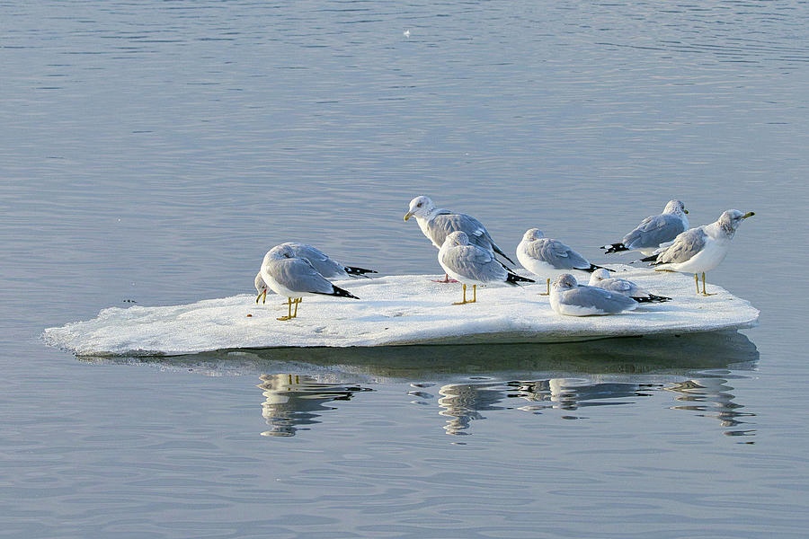 Winter Gulls Adrift Photograph by Allan Van Gasbeck