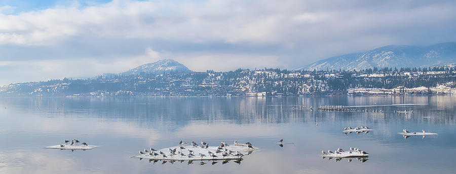 Winter Gulls and Reflections Wide Photograph by Allan Van Gasbeck