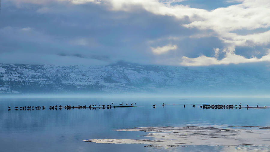 Winter Gulls and Swans Wide Photograph by Allan Van Gasbeck
