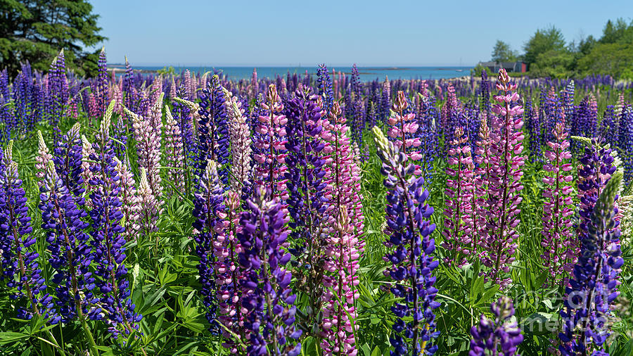 Winter Harbor Lupines Photograph by Craig Shaknis