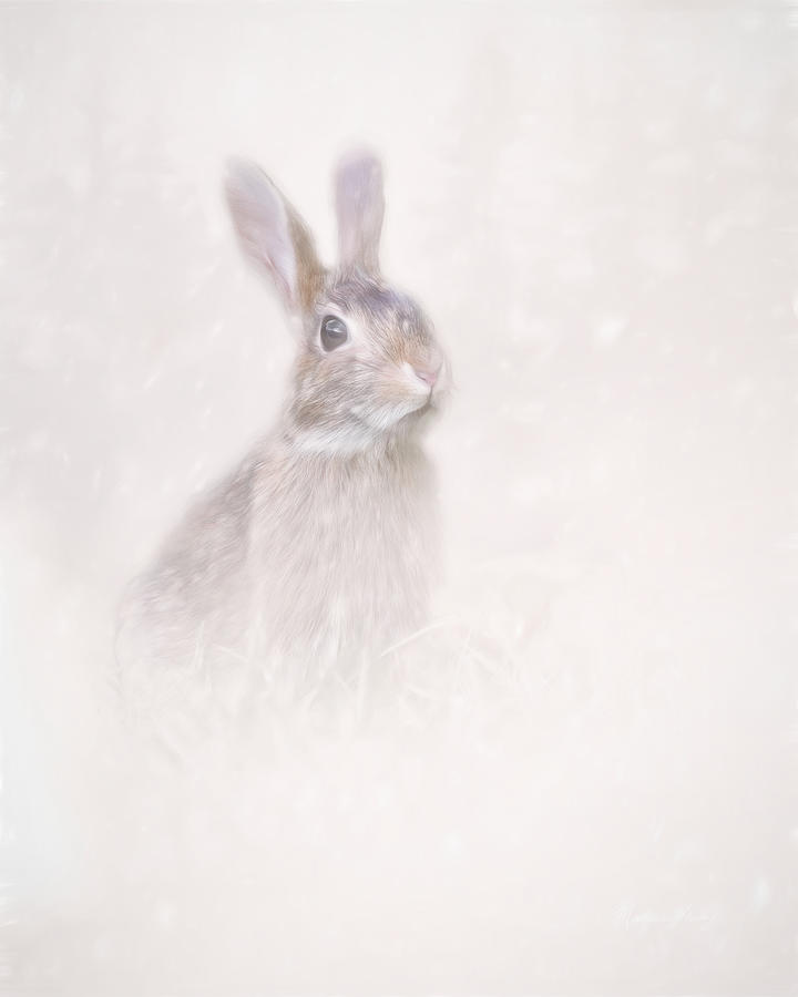 Winter Hare Photograph by Marjorie Whitley