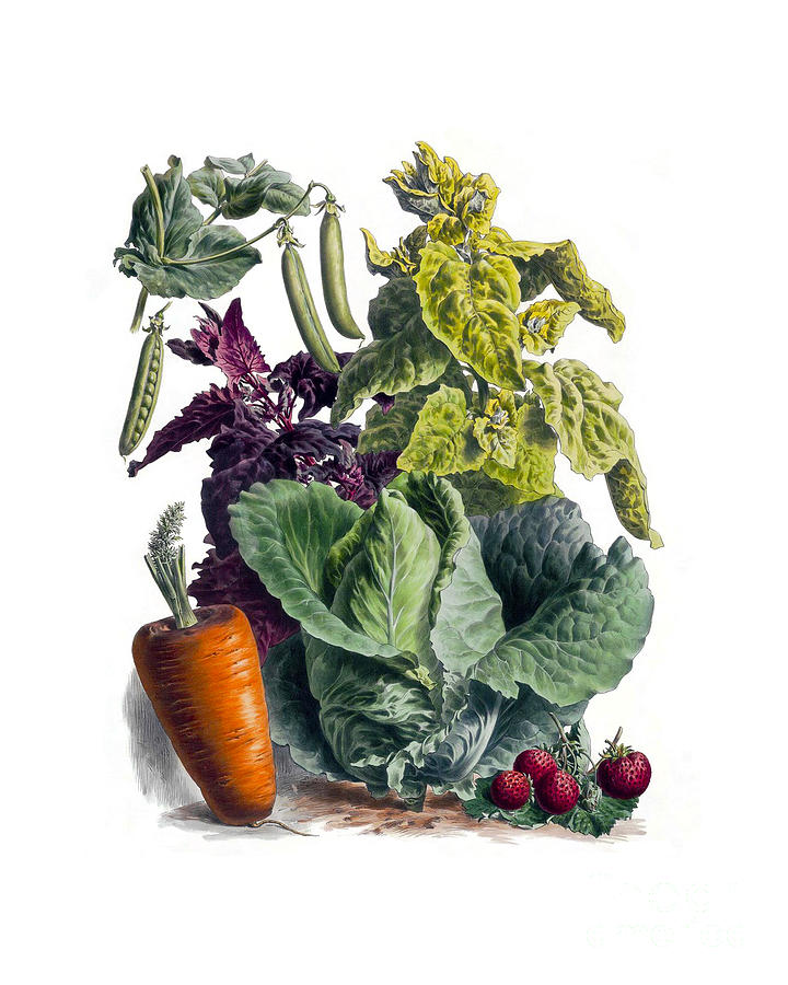 Vegetable Digital Art - Winter Harvest by Madame Memento