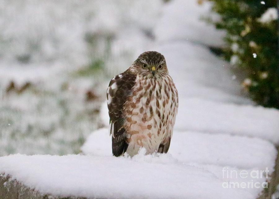 Winter Hawk in Snow Photograph by Carol Groenen