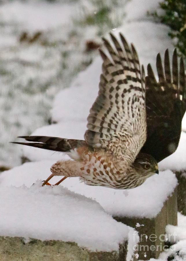 Winter Hawk Takes Flight Photograph by Carol Groenen