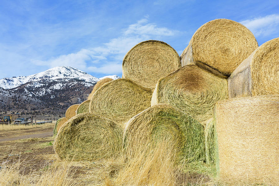 Winter Hay Rolled High  Photograph by Kathleen Bishop