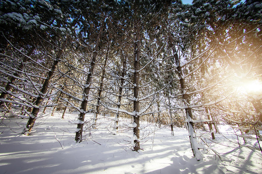 Winter Heaven Photograph by Nicole Engstrom