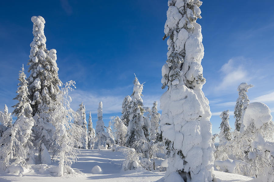 Winter heaven Photograph by Werner Van Steen