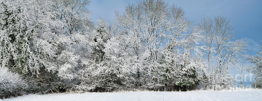 Winter Hedgerow Photograph by Tim Gainey