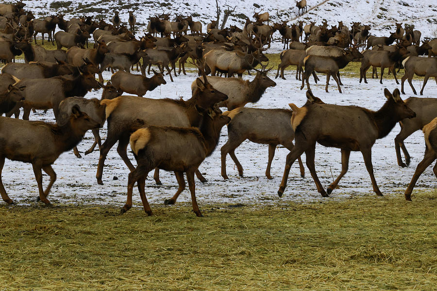 Winter herd of elk  Photograph by Jeff Swan
