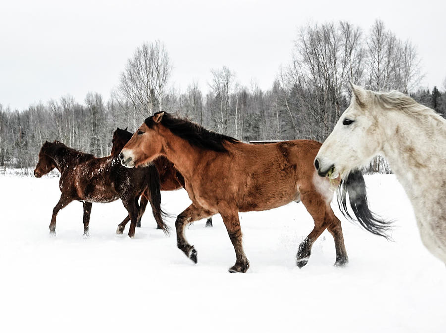Winter Herding Photograph by Listen To Your Horse