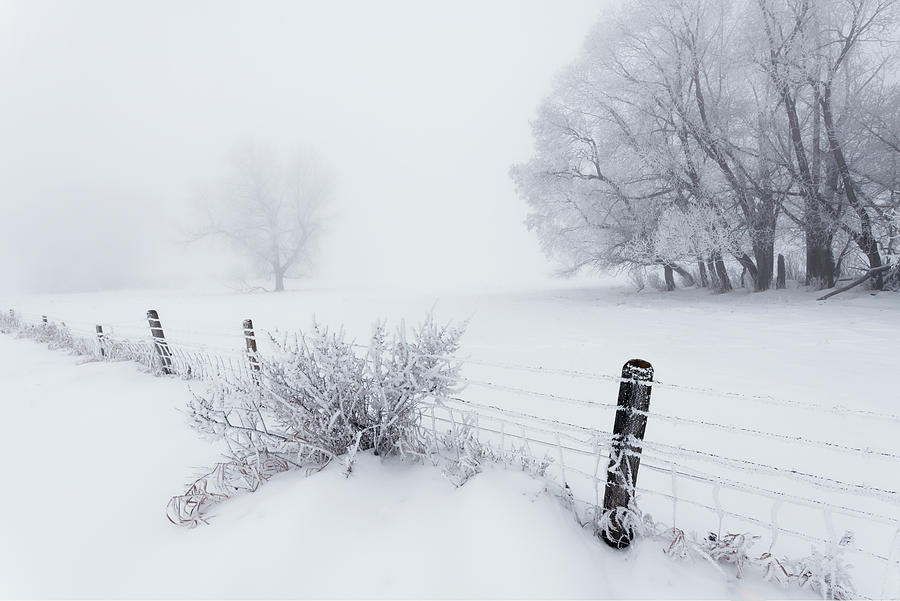 Winter High Key Photograph by Dan Jurak