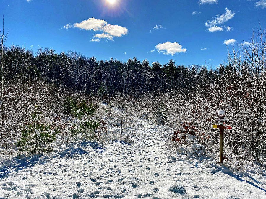 Winter hike in Carlstrom Forest Photograph by Monika Salvan