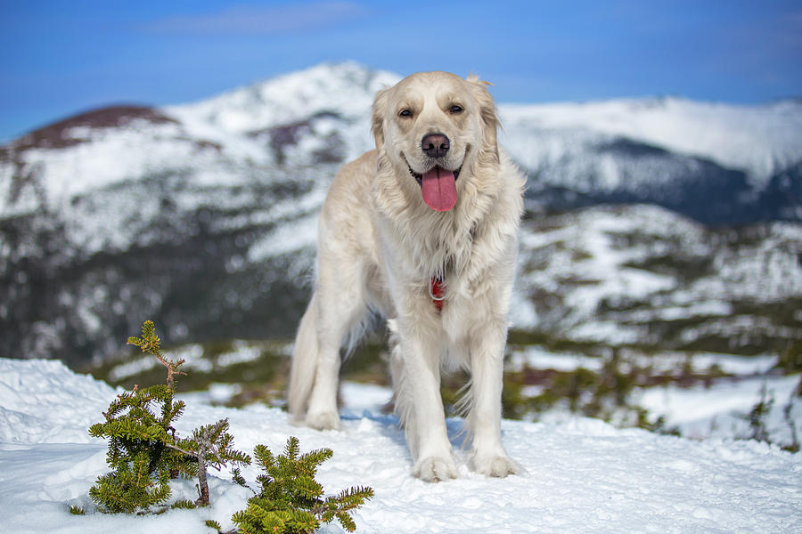 Winter Hiking Golden Photograph by White Mountain Images