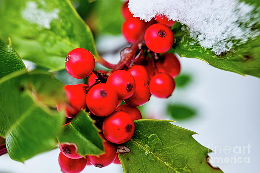 Flower Photograph - Winter Holly Berries by Robert Alsop