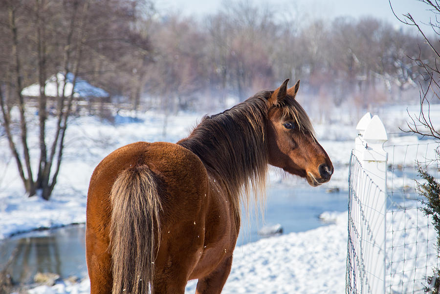 Winter Horse Photograph by J. MacNeill-Traylor
