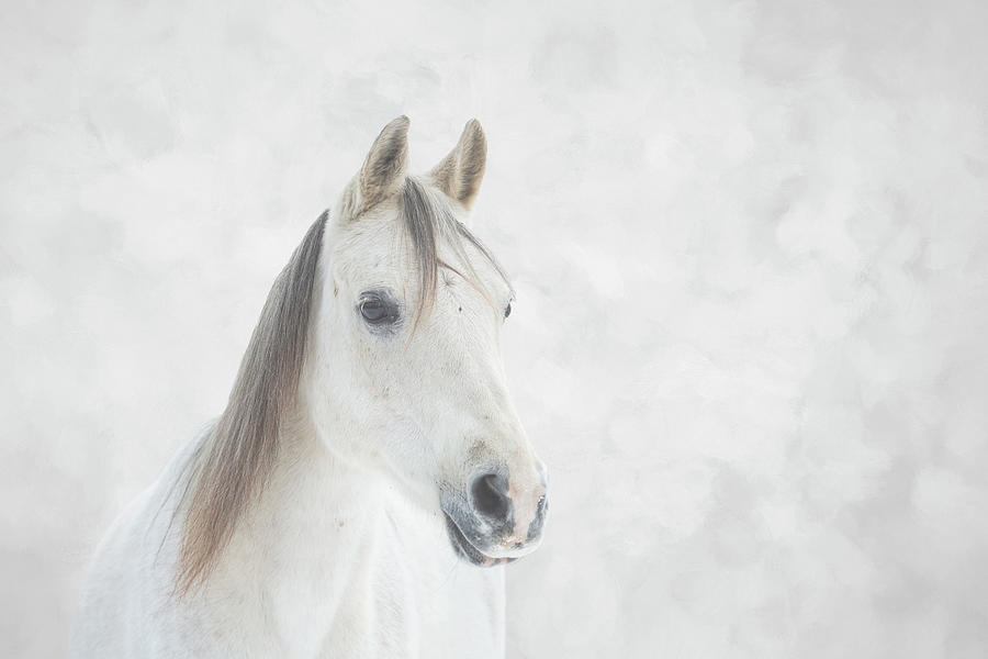 Winter Horse Photograph by JBK Photo Art