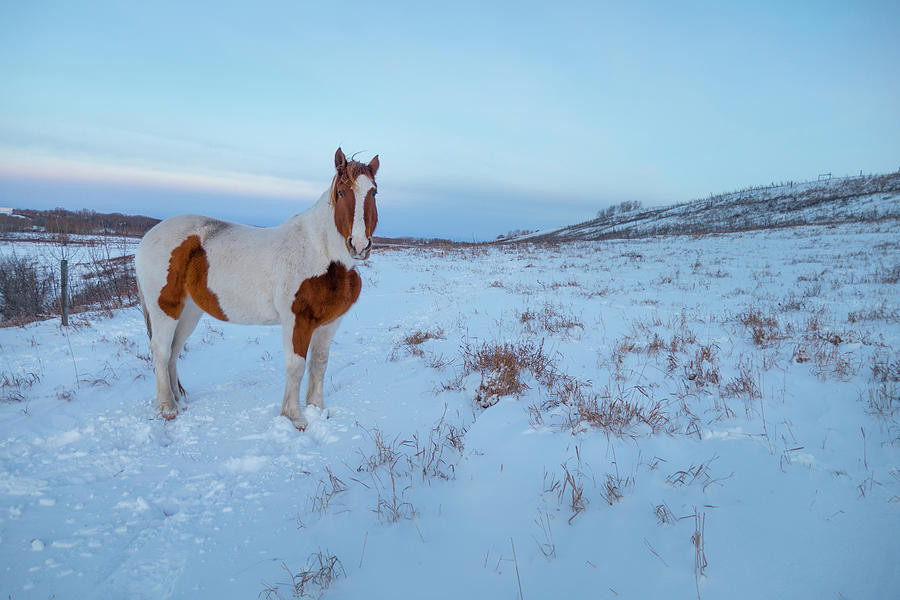 Winter Photograph - Winter Horse Laughing by Phil And Karen Rispin