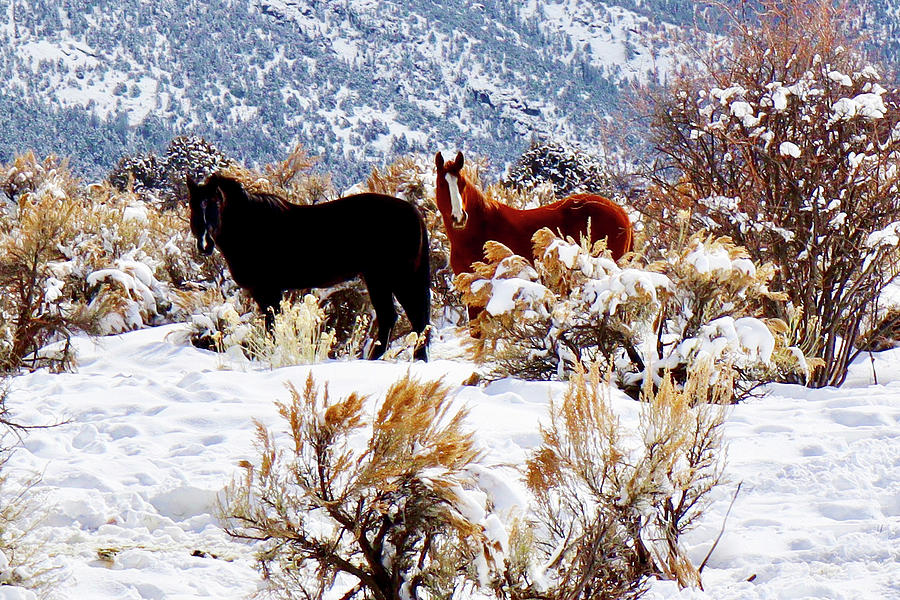 Winter Horses Photograph by Elijah Rael