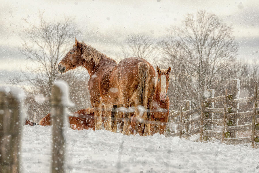 Winter Horses Photograph by Irwin Seidman