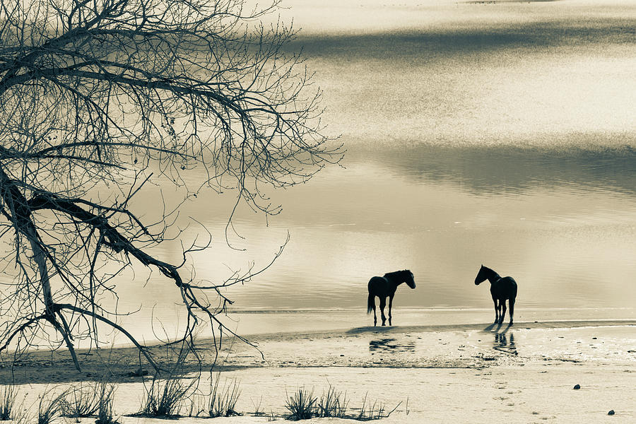 Winter Horses - Washoe Lake Photograph by Janis Knight