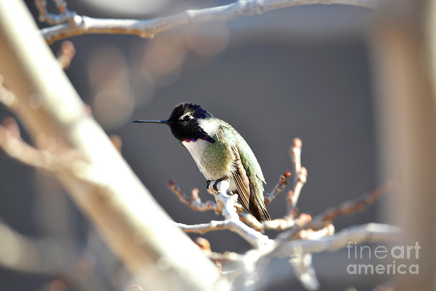 Winter Hummingbird Photograph by Denise Bruchman