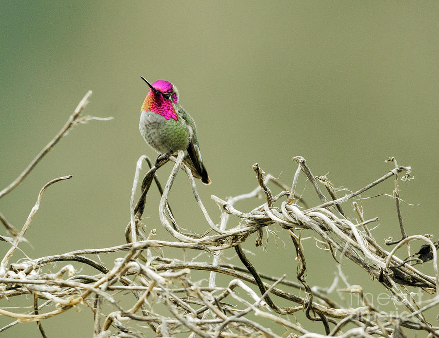 Winter Hummingbird Photograph by Kristine Anderson