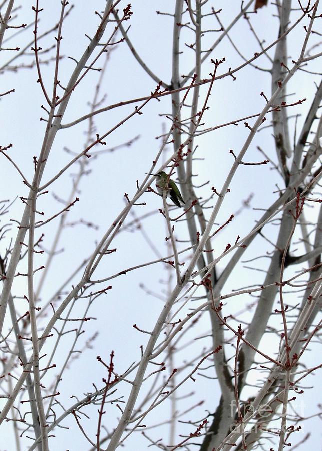 Winter Hummingbird on Branch Photograph by Carol Groenen