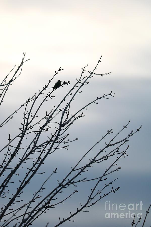 Winter Hummingbird Silhouette Photograph