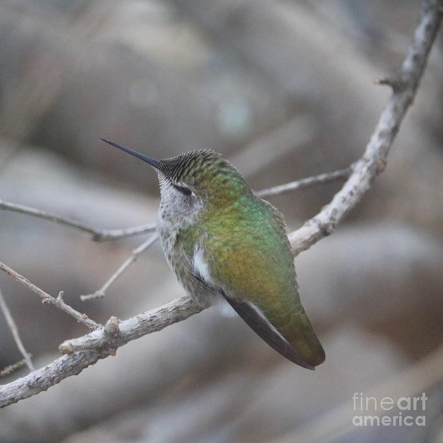 Winter Hummingbird Square Photograph by Carol Groenen