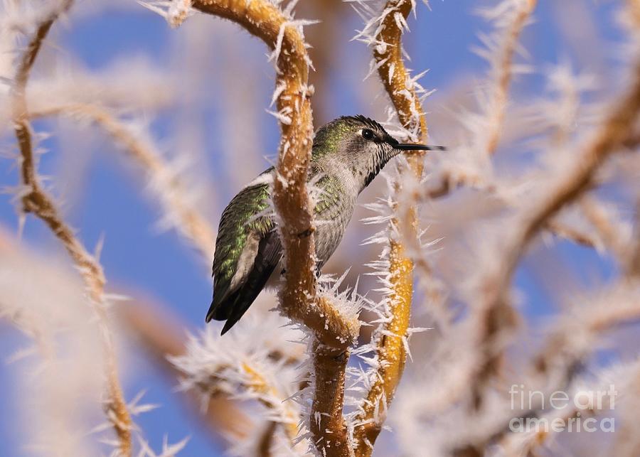 Winter Hummingbird with Frost Photograph by Carol Groenen