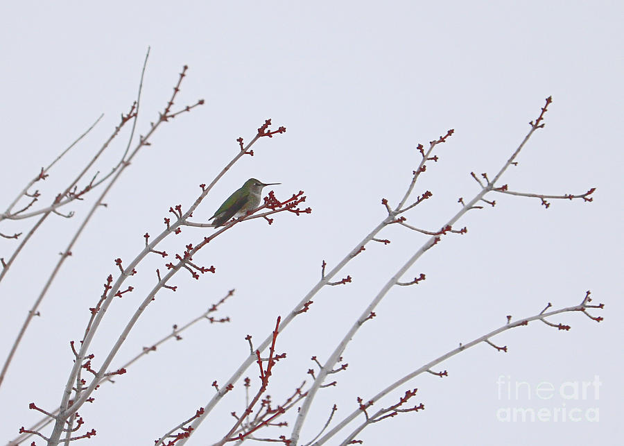 Winter Hummingbird with Peaceful Branches Photograph by Carol Groenen