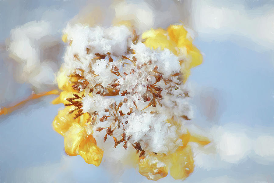 Winter Hydrangea Photograph