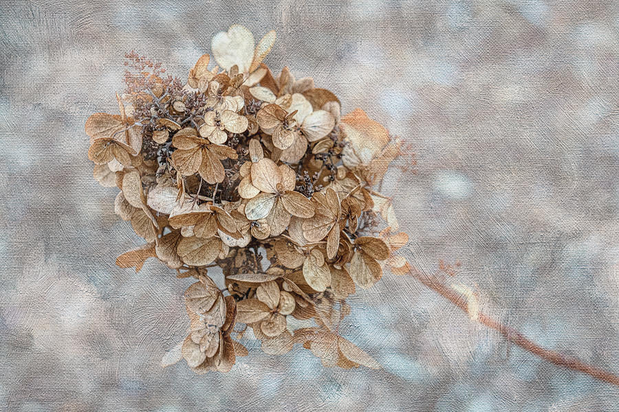 Winter Hydrangea Photograph by Penny Polakoff