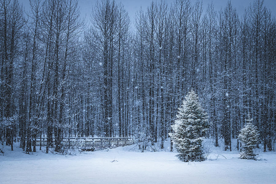 Winter in Alaska Photograph by Scott Slone
